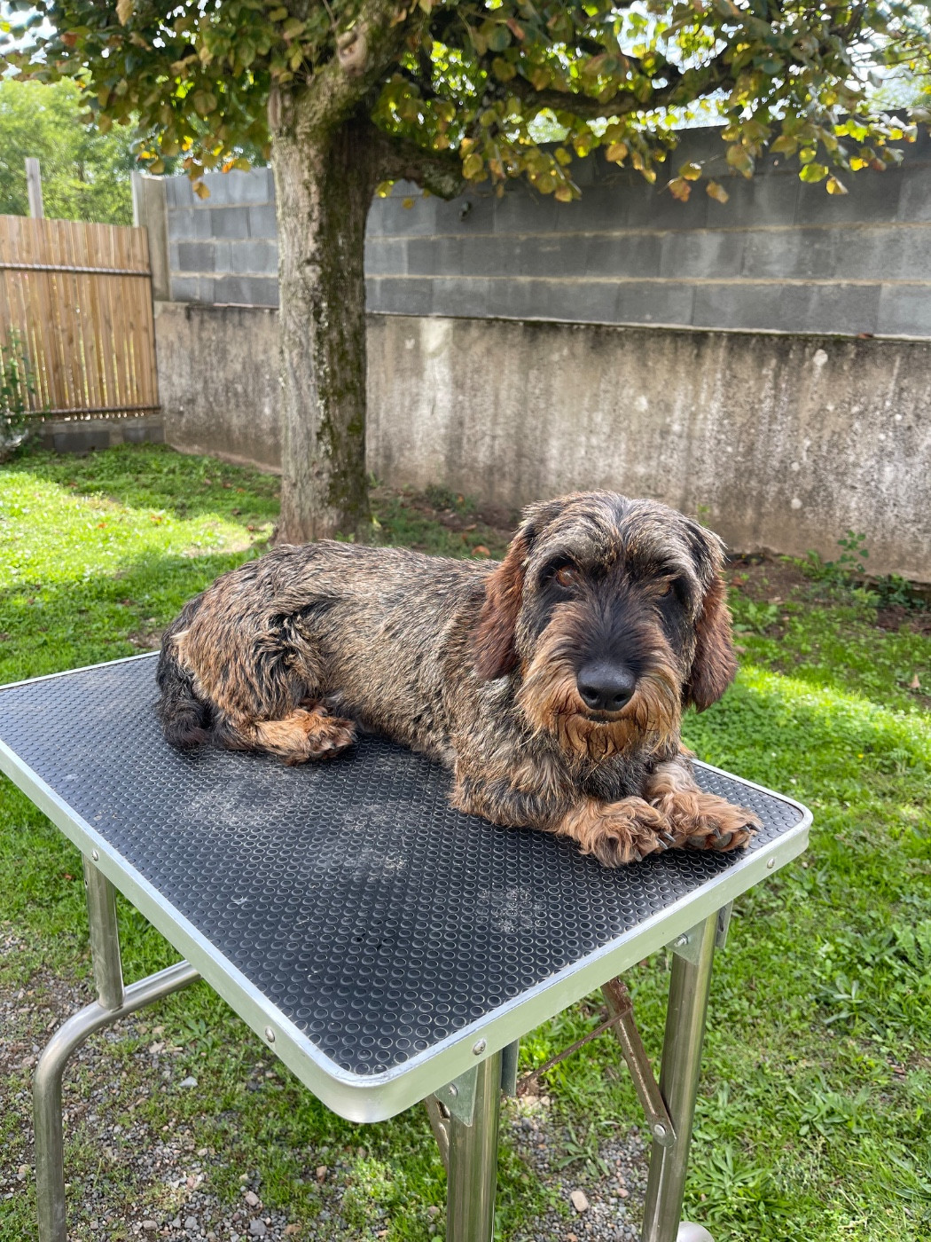 Sultan De La Lisque Del Caunil