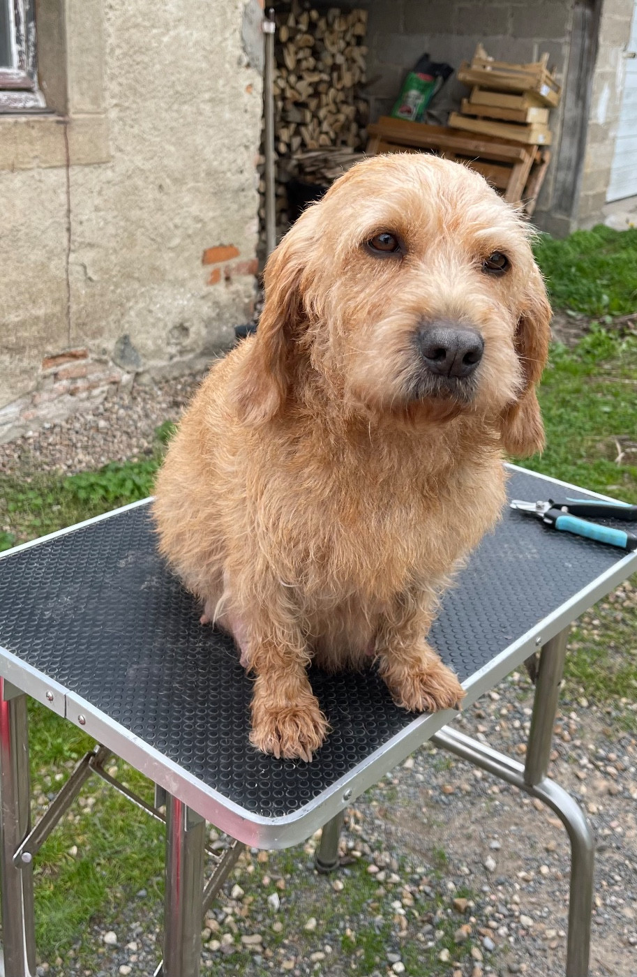 Pépée De La Forêt Des Sources