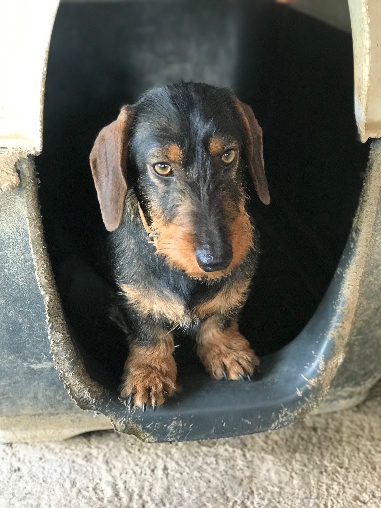 Phoénix de la source de lombren