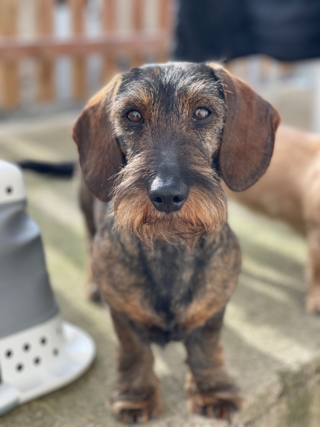 CH. PAKITA Lou Cassaire