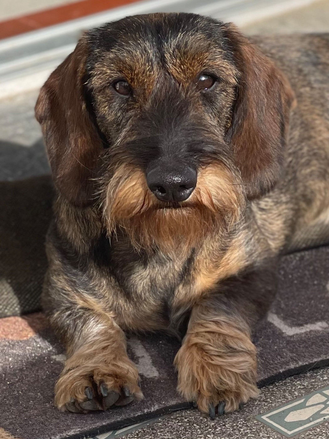 CH. URANE De La Plaine Des Muscatelles