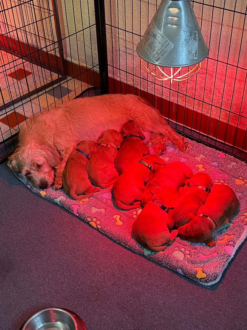 Chiot Basset fauve de Bretagne De La Plaine Des Muscatelles