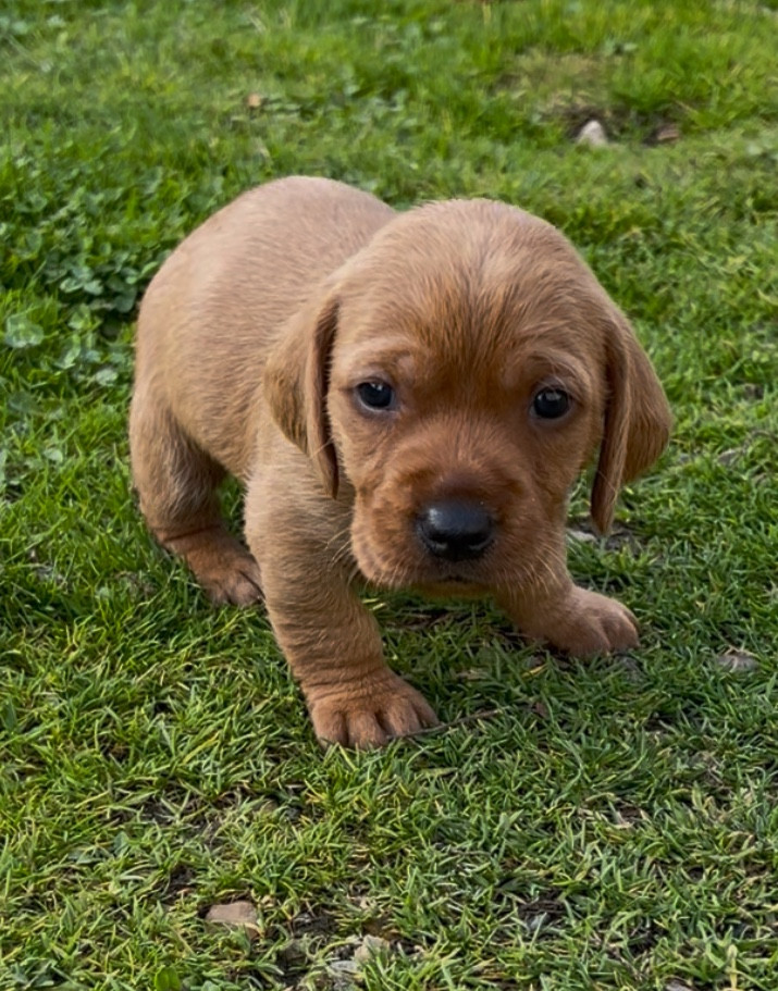 De La Plaine Des Muscatelles - Chiots disponibles - Basset fauve de Bretagne