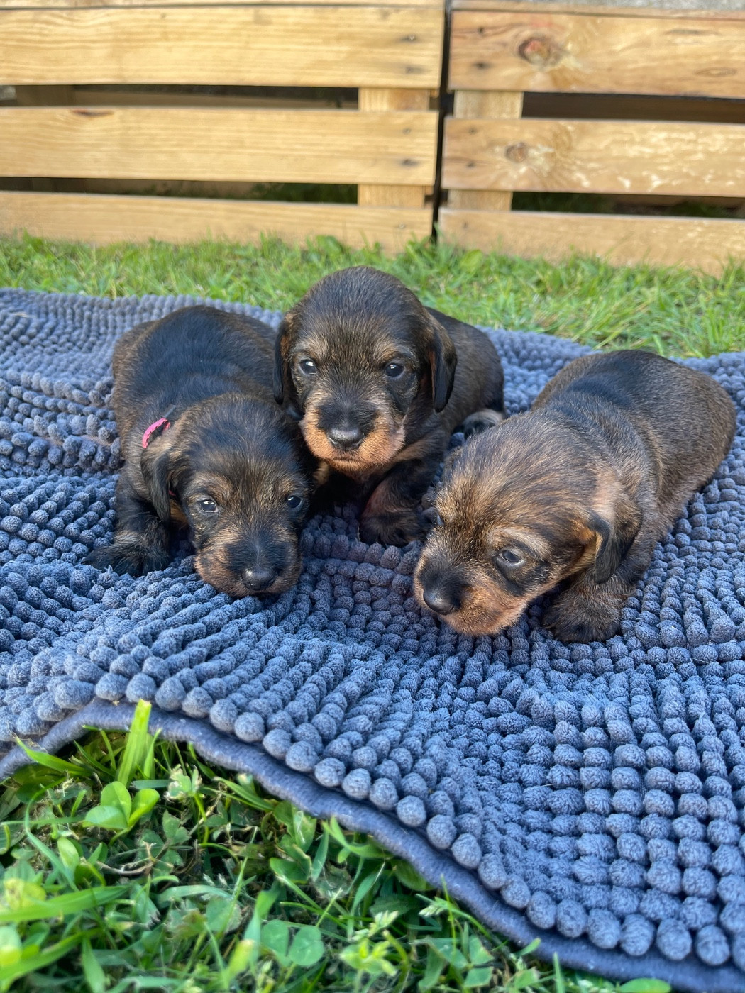 Chiot Teckel poil dur De La Plaine Des Muscatelles