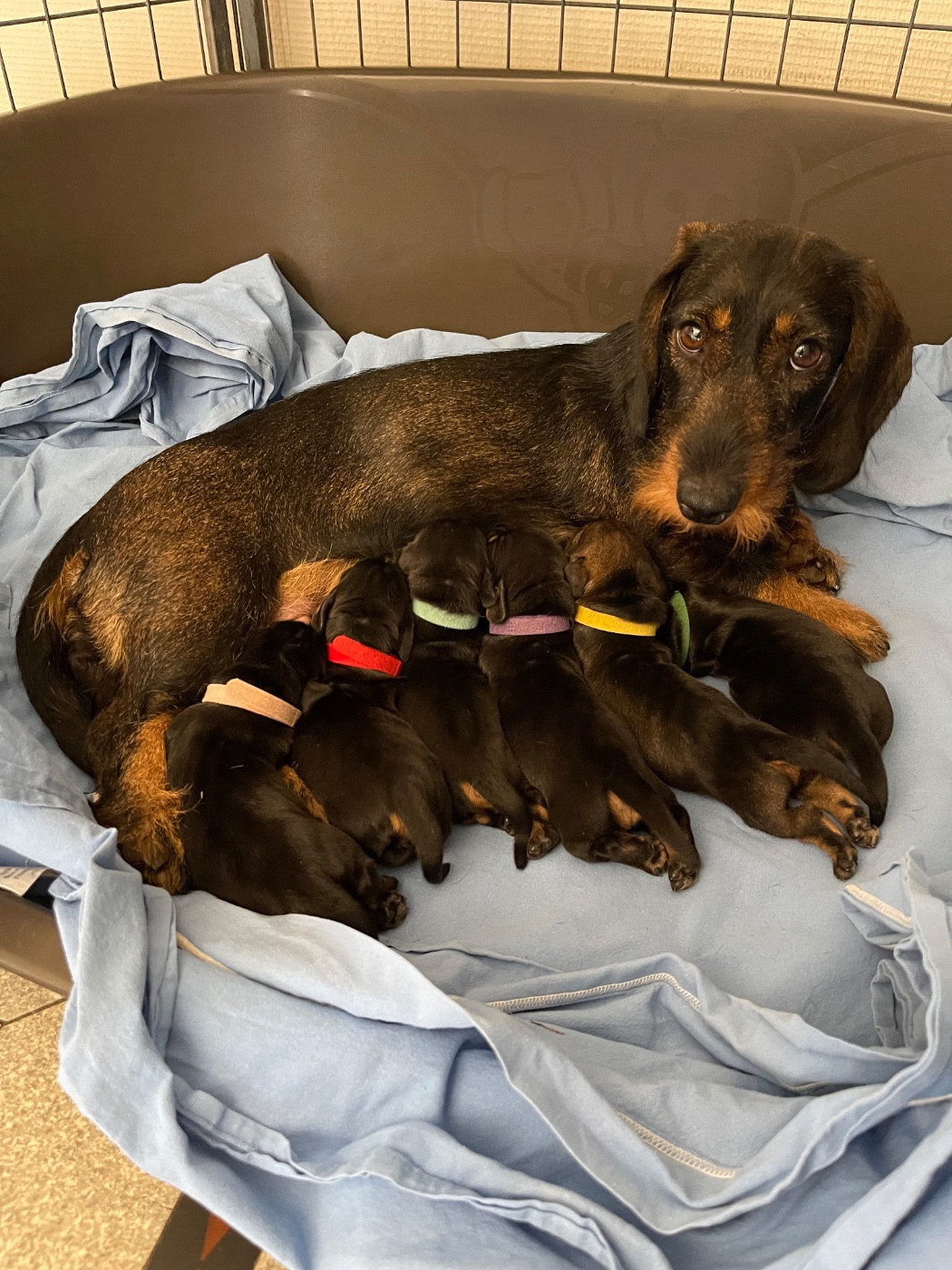 Chiot Teckel poil dur De La Plaine Des Muscatelles