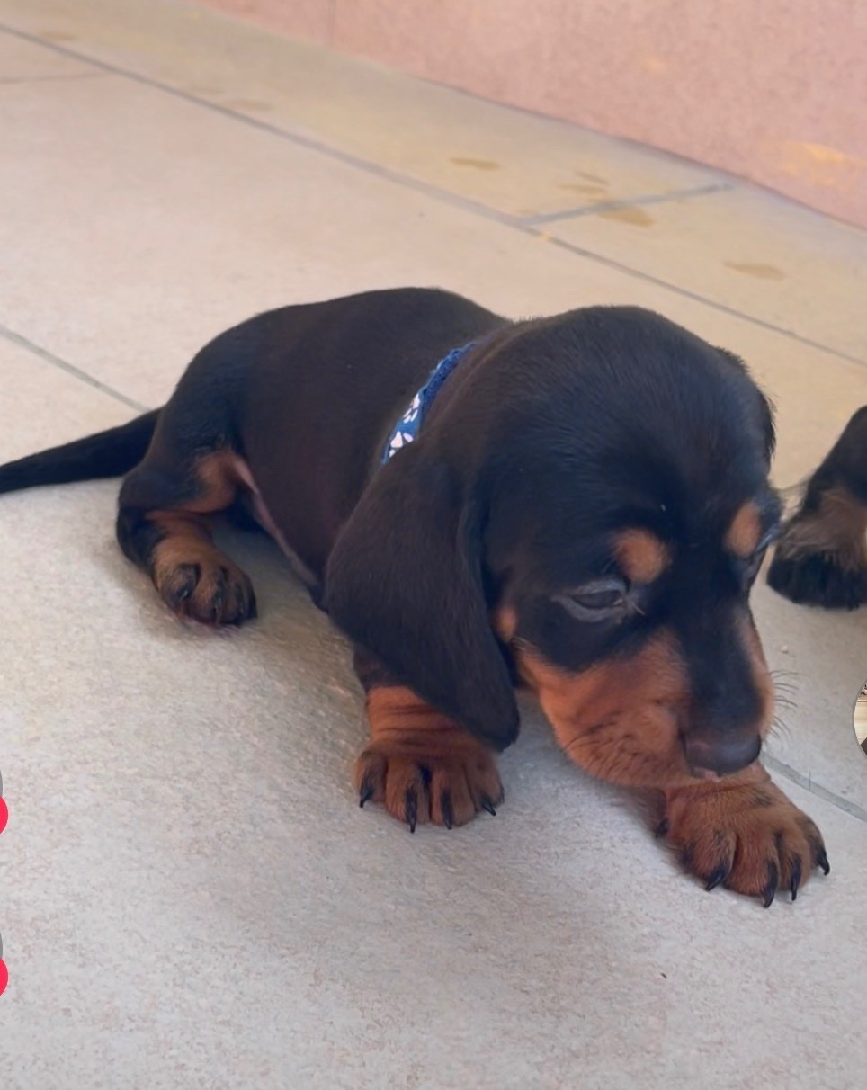 De La Plaine Des Muscatelles - Chiots disponibles - Teckel poil dur